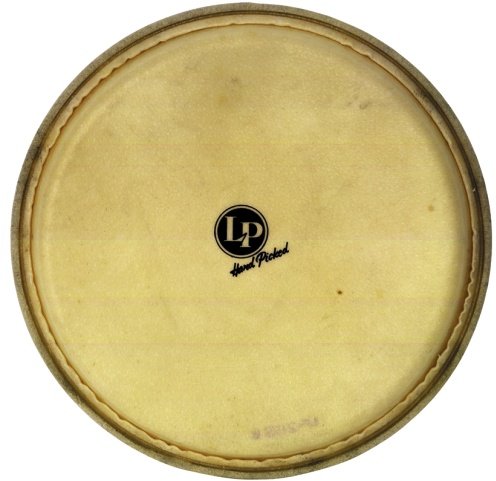 Head 11" Quinto Patato